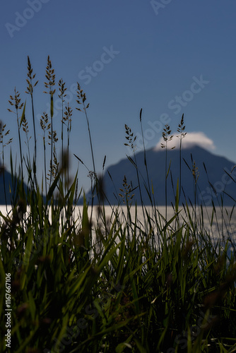 Close-up of Wild Grasses Against a Mountain Backdrop photo