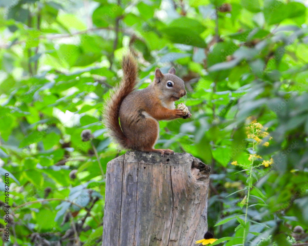 American Red Squirrel - Tamiasciurus hudsonicus - North American Mammal - Cute Animal Wildlife American Red Squirrel - Tamiasciurus hudsonicus - North American Mammal - Cute Animal Wildlife
