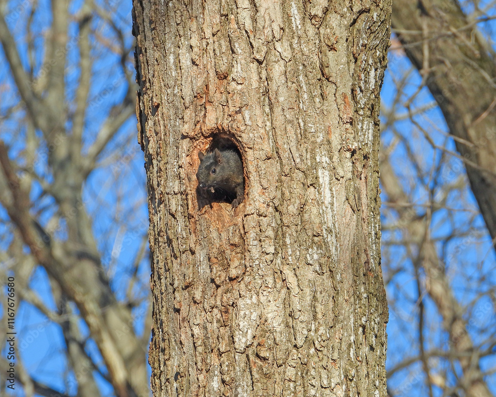 Fototapeta premium Squirrel In a Tree Hole - Cute Animal Wildlife
