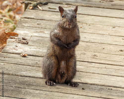 Black Morph Squirrel - Cute Animal Wildlife  photo