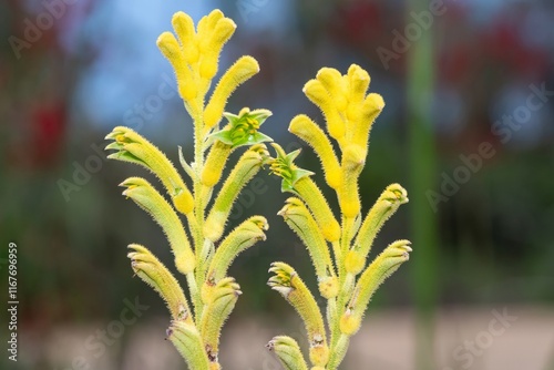 Bush gold kangaroo paw (anigozanthos) flowers in bloom photo