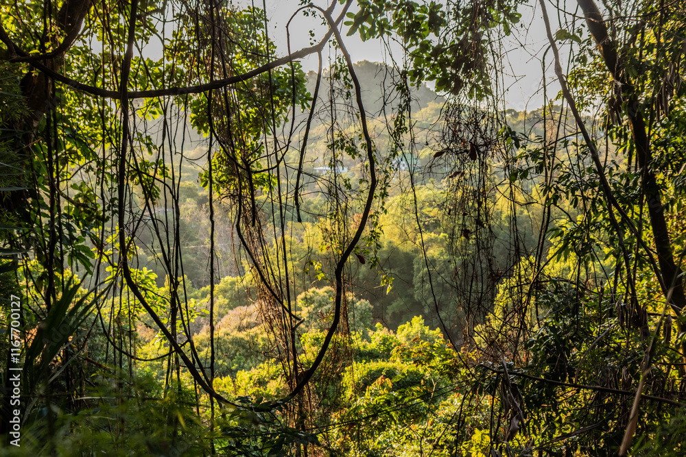 Fototapeta premium Green forest near Minca, Colombia