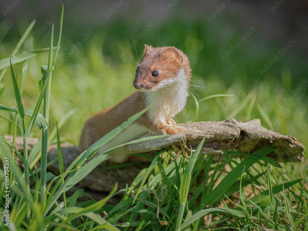 weasel