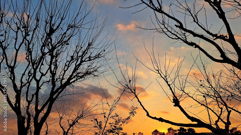 Silhouette of leafless trees in a park at sunset. Silhouette of leafless trees in a park at sunset.