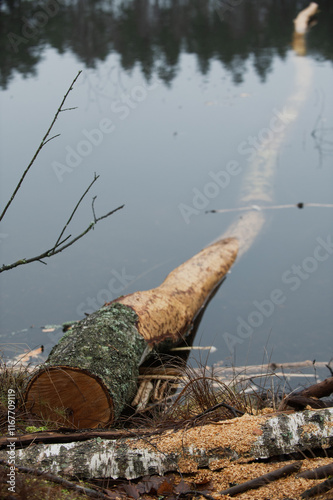 Fototapeta Naklejka Na Ścianę i Meble -  Jezioro Biale i Jezioro Czarne, k. Wydmin, Mazury, Polska, 21-28 grudnia 2024, fot. Jarek Zuzga