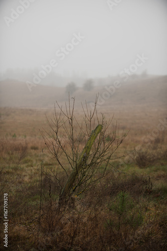 Fototapeta Naklejka Na Ścianę i Meble -  Mazury Garbate, Wezowka k. Wydmin, Mazury, Polska, 21-28 grudnia 2024, fot. Jarek Zuzga