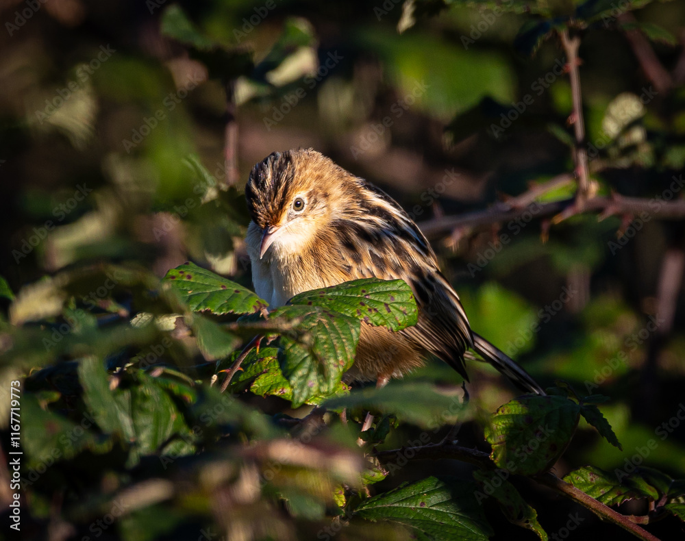 Taking advantage of Christmas to photograph the birds around my house!