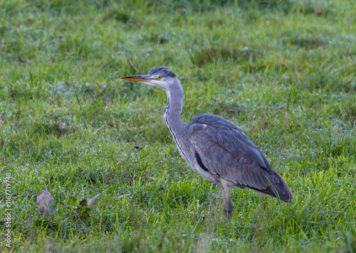 Taking advantage of Christmas to photograph the birds around my house! photo