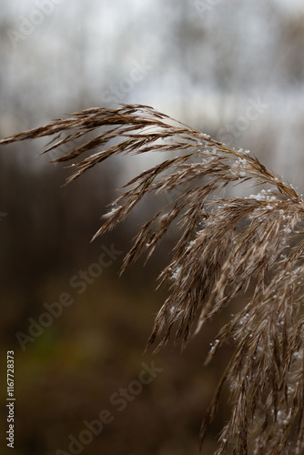 spikelet fall beauty green autumn photo