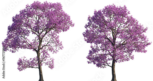 Photos Handroanthus impetiginosus (pink ipe, pink lapacho or pink trumpet tree) trees f