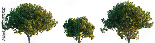 Ficus lyrata trees shrub mulberry medium and small isolated premium png on a transparent background cutout (fiddle-leaf fig, banjo fig, fiddle-leaved, lyre leaf fig tree, lyre-leaved fig tree)