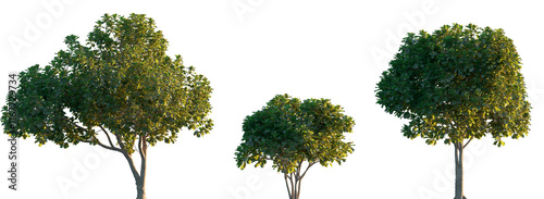 Ficus lyrata trees shrub mulberry medium and small isolated premium png on a transparent background cutout (fiddle-leaf fig, banjo fig, fiddle-leaved, lyre leaf fig tree, lyre-leaved fig tree)