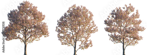 Paulownia fortunei flowering China tree isolated sunset lighting png on a transparent background premium cutout (Dragontree, Dragon Tree, Empress Tree, Fortune's Empress Tree, Princess Tree)