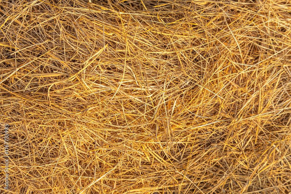 Beautiful horizontal texture of dry yellow and orange hay Beautiful horizontal texture of dry yellow and orange hay