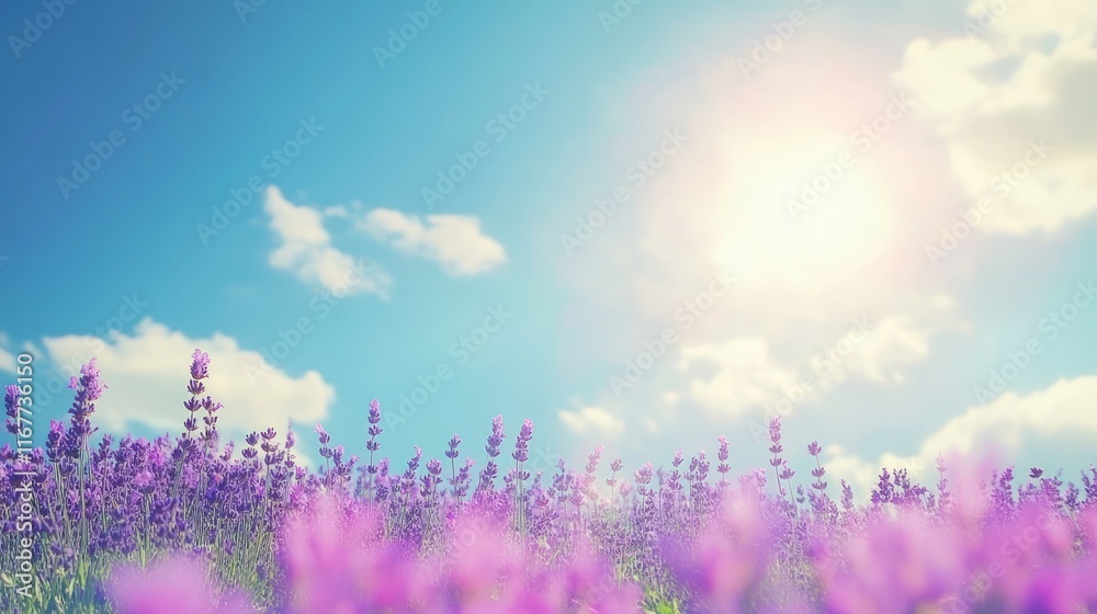Sunny lavender field under a vibrant blue sky. Sunny lavender field under a vibrant blue sky.