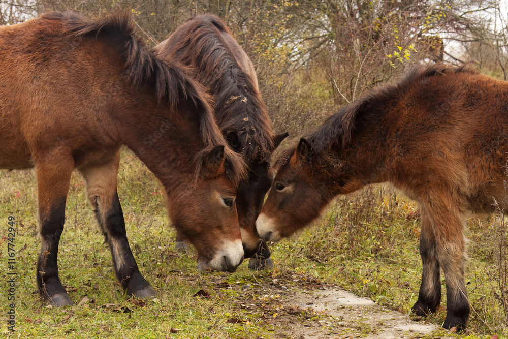 Grazing group of Exmoor ponies in autumn in the nature reserve in Milovice, Czech Republic Grazing group of Exmoor ponies in autumn in the nature reserve in Milovice, Czech Republic