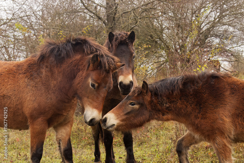 Принти на полотні Grazing group of Exmoor ponies in autumn in the nature reserve in Milovice, Czec
