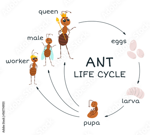 Ant life stages cycle. Eggs larva pupa and adult ants worker male and queen. Cartoon insect growth and develop from birth to adults, classy vector poster