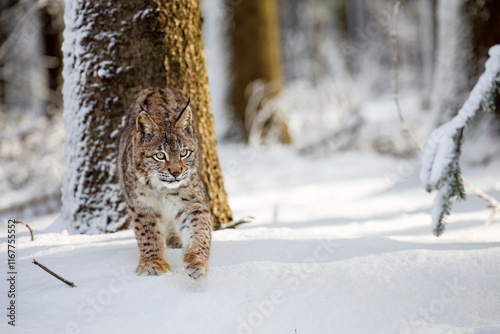 Lynx in winter. Young Eurasian lynx, Lynx lynx, walks in snowy coniferous forest. Beautiful wild cat in nature. Cute animal with spotted orange fur. Beast of prey in frosty day. Predator in habitat.