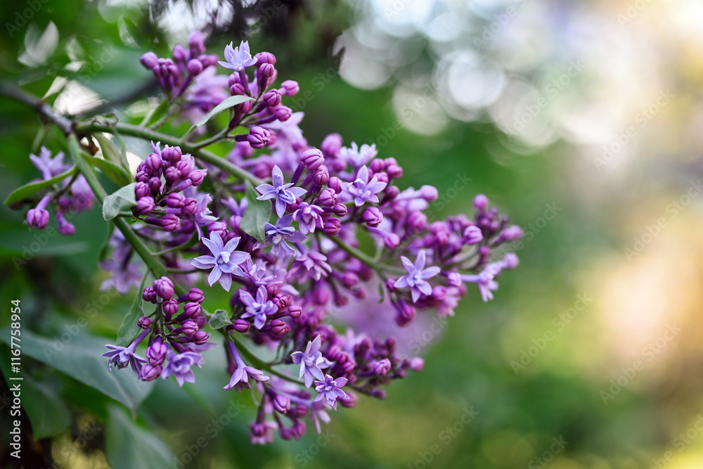 Spring background. Branch of blooming lilac on a bush. Shallow depth of field, bokeh. Spring background. Branch of blooming lilac on a bush. Shallow depth of field, bokeh.