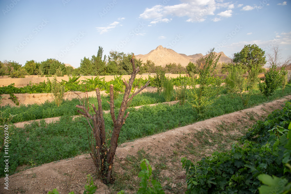 farming in the desert dry region in iran farming in the desert dry region in iran