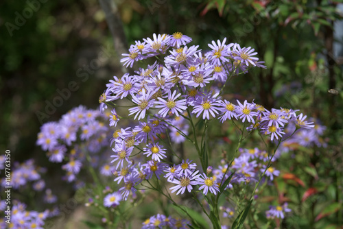 シオン　花模様 photo