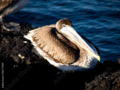 Brown pelican juvenile roosting on the rocks photo