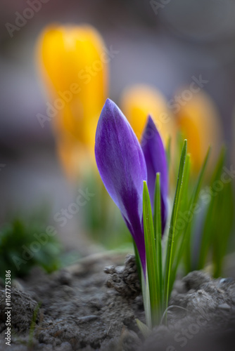 Frühlingserwachen