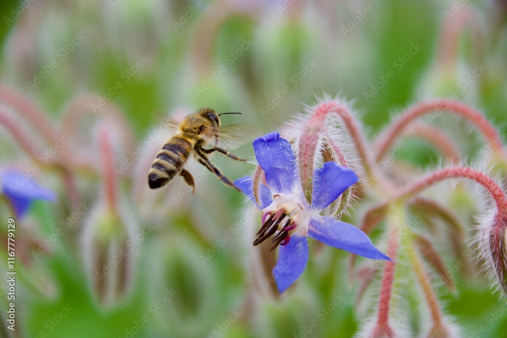 A wild bee hovering near a vibrant blue borage flower, surrounded by fuzzy buds and green foliage, highlighting its role in pollination in a natural setting A wild bee hovering near a vibrant blue borage flower, surrounded by fuzzy buds and green foliage, highlighting its role in pollination in a natural setting