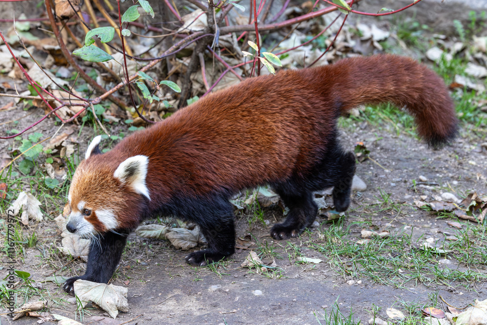 Fototapeta premium The red panda, Ailurus fulgens, also called the lesser panda.