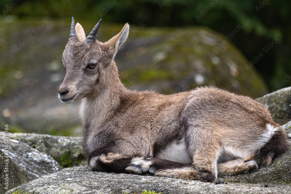 Young baby mountain ibex or capra ibex on a rock Young baby mountain ibex or capra ibex on a rock