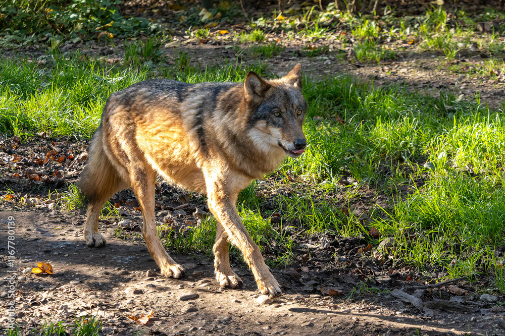European Grey Wolf, Canis lupus in a german park European Grey Wolf, Canis lupus in a german park