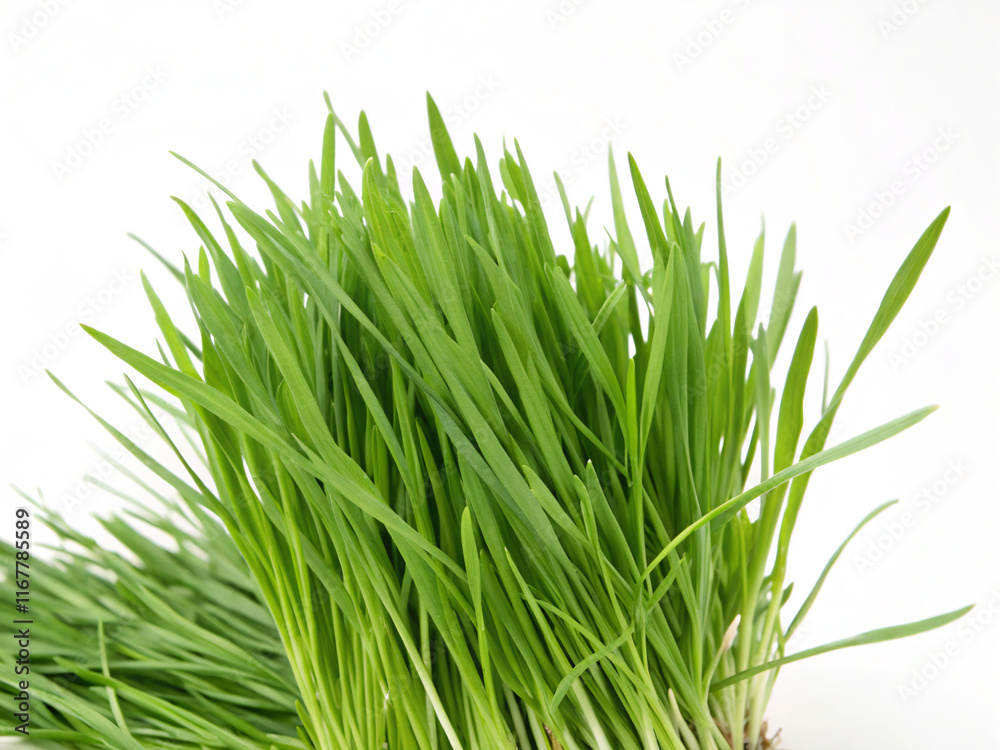 green grass isolated on white background. grass, nature, plant, isolated, lawn, spring, field, summer, meadow, fresh, white, environment, growth, grow, macro, green, garden, herb, closeup, leaf, color green grass isolated on white background. grass, nature, plant, isolated, lawn, spring, field, summer, meadow, fresh, white, environment, growth, grow, macro, green, garden, herb, closeup, leaf, color
