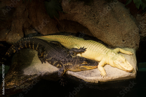 Albino Crocodile and normal crocodile at GA aquarium