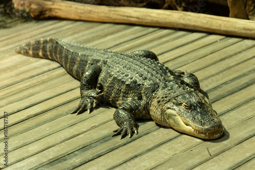 normal crocodile at GA aquarium