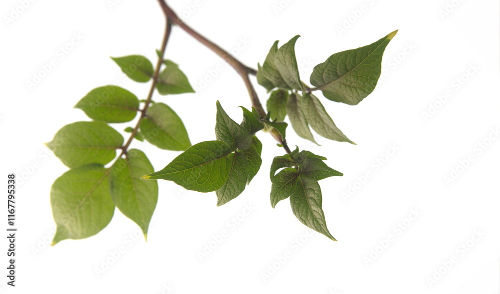 Obraz premium Foliage of violet potato, stems of heirloom potato, Solanum tuberosum, on white background