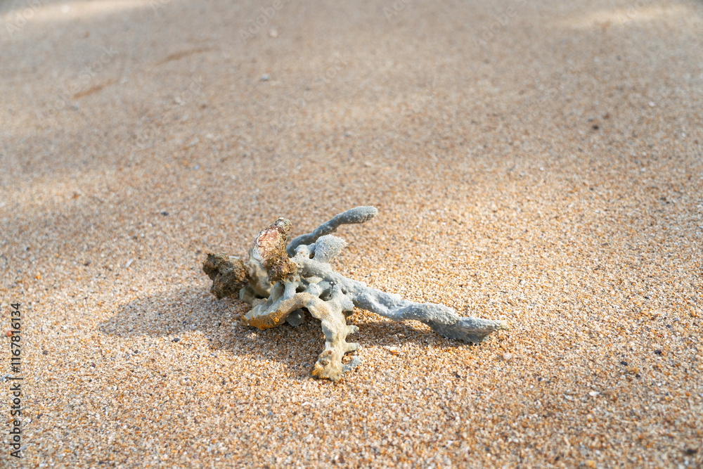 An intriguing marine creature rests on the sandy shore, inviting curiosity and exploration from all An intriguing marine creature rests on the sandy shore, inviting curiosity and exploration from all