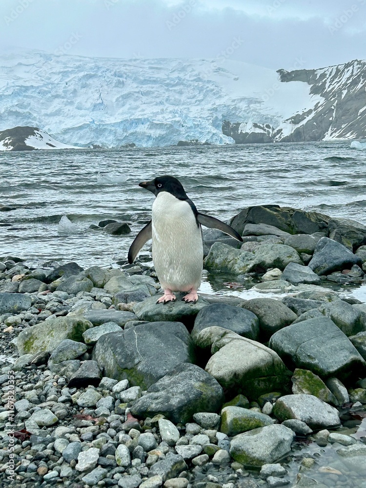 Naklejka premium penguin on the rocks