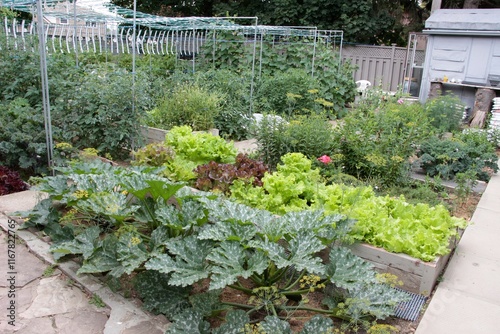 Small backyard garden with zucchini, lettuce, tomatoes, and cucumbers