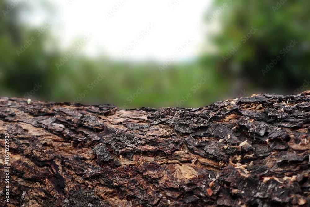 A photo of bark with a blurred background of green grass. Natural product photo spot A photo of bark with a blurred background of green grass. Natural product photo spot