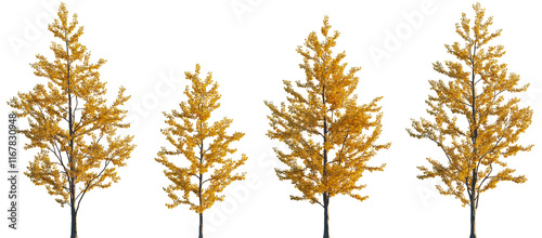 Ginkgo biloba trees isolated png in sunset lighting on a transparent background premium cutout (maidenhair tree, ginkgo or gingko)  photo