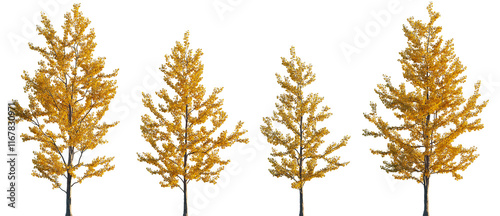 Ginkgo biloba trees isolated png in sunset lighting on a transparent background premium cutout (maidenhair tree, ginkgo or gingko) 