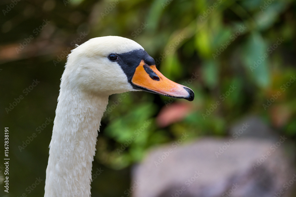 Graceful Swan in Thoughtful Gaze Graceful Swan in Thoughtful Gaze