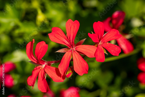 Wallpaper Mural Vivid Red Geranium Blooms Torontodigital.ca