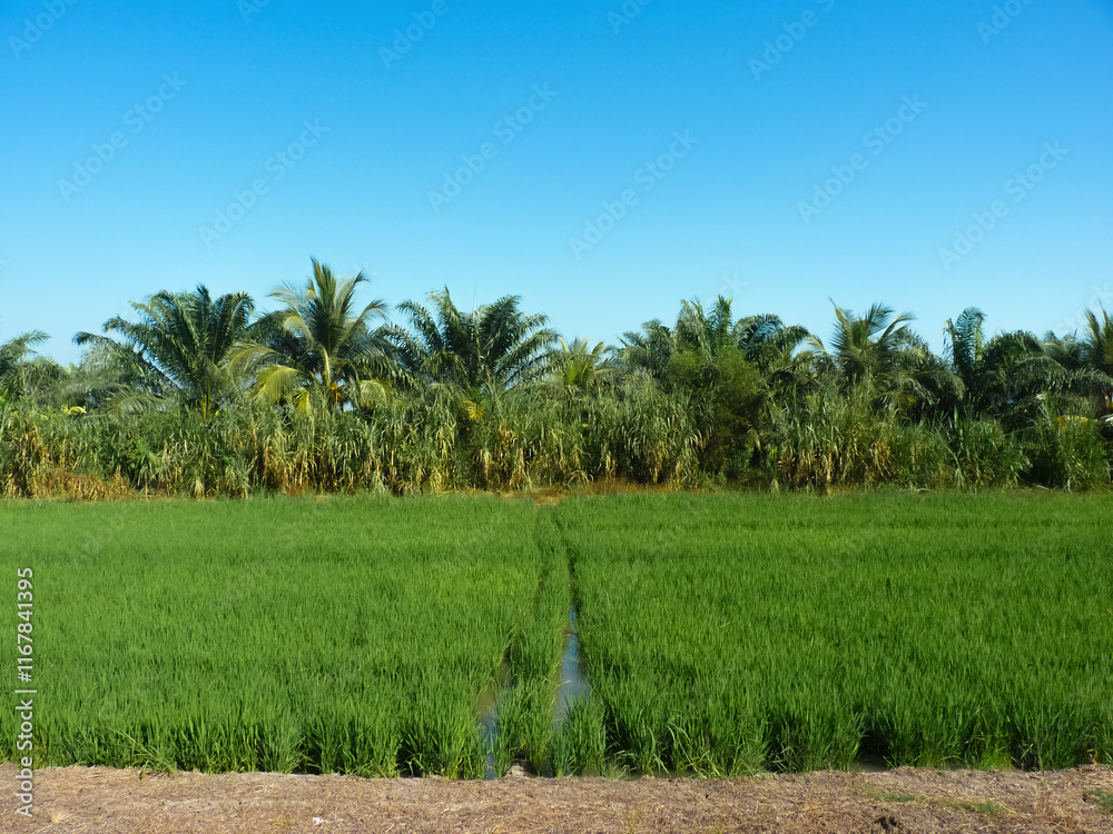 Obraz premium Rice plantation and farming. Sufficiency economy cultivation area. Water resource use for agriculture in paddy field.