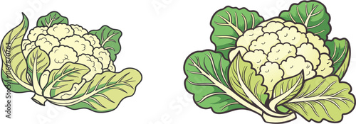 cauliflower on white background vector art 