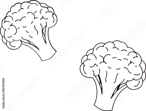 cauliflower on white background vector art 