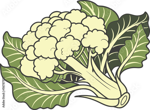 cauliflower on white background vector art 