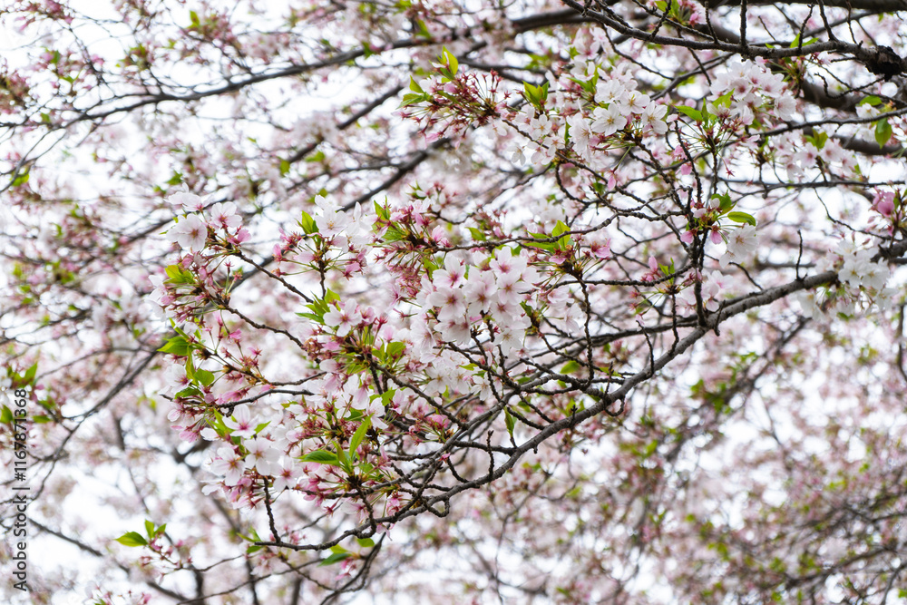 tree blossom tree blossom