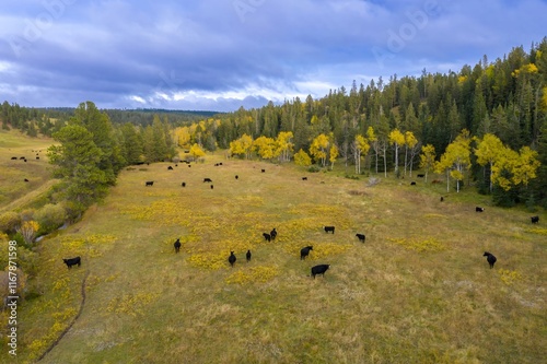 Black cattle graze in a meadow, autumn colors abound. Fall scenery. , Newcastle, Wyoming, USA.